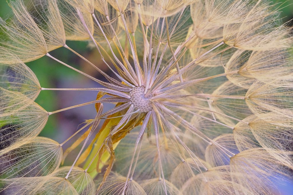 Anatomy Of A Dying Dandelion - Richard Krieger